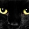 Catsiaaamo
