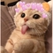 eftelya0o