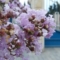 enfectiondesease