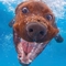 dogtrainer