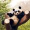 Kropanda