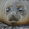 sealelephant39