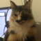 Coffeelake