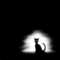 Obsesif_Kedi
