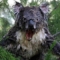 WetKoala06