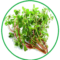 antepirpirim