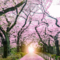 Sakura_80