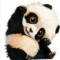 Pandagibin