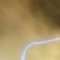 melekf
