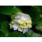 bluerose00000