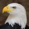 eagle0684