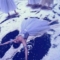 skylarpink