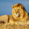 Ligerlion