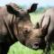 rhinoblack3
