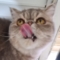 clgnalp