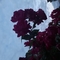 _prenses_1