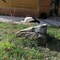 Utangaç5454